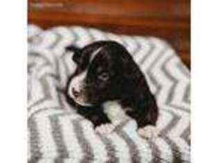 Australian Shepherd Puppy for sale in Camas, WA, USA