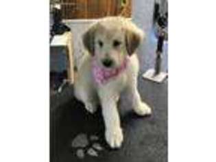 Mutt Puppy for sale in Backus, MN, USA
