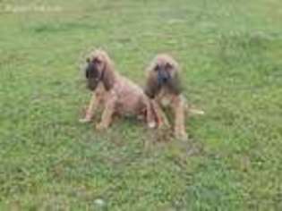 Bloodhound Puppy for sale in Millbury, MA, USA
