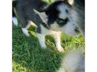 Siberian Husky Puppy for sale in Ellenwood, GA, USA