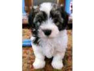 Havanese Puppy for sale in Greenville, NC, USA