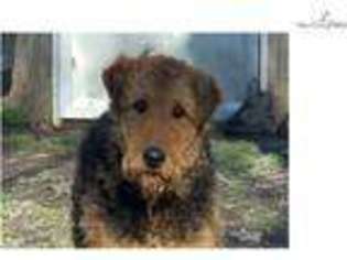 Airedale Terrier Puppy for sale in Springfield, MO, USA