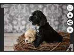 Cocker Spaniel Puppy for sale in STEPHENVILLE, TX, USA