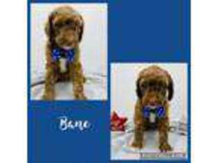 Labradoodle Puppy for sale in Blackfoot, ID, USA