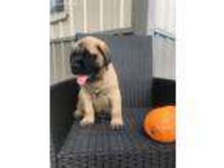 Mastiff Puppy for sale in Cisne, IL, USA