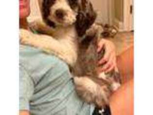 Cocker Spaniel Puppy for sale in Appling, GA, USA