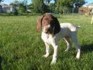 German Shorthaired Pointer Puppy for sale in Missouri Valley, IA, USA