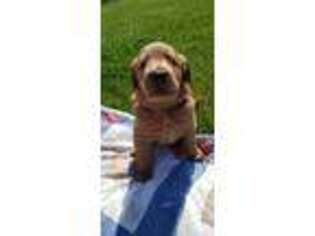 Labradoodle Puppy for sale in Moberly, MO, USA