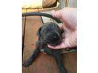 Great Dane Puppy for sale in Henryetta, OK, USA