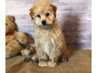 Mutt Puppy for sale in Fairbury, IL, USA