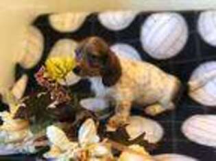 Dachshund Puppy for sale in Rush Center, KS, USA