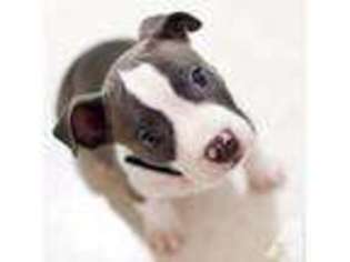 American Staffordshire Terrier Puppy for sale in SPOKANE, WA, USA