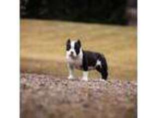 Mutt Puppy for sale in Cable, OH, USA