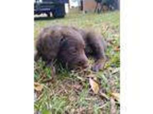 Labradoodle Puppy for sale in Margarettsville, NC, USA
