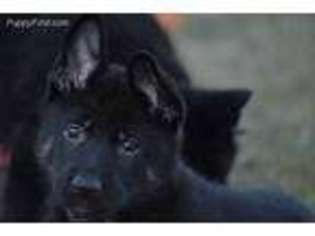 German Shepherd Dog Puppy for sale in Colbert, WA, USA