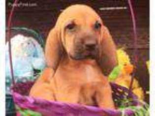 Bloodhound Puppy for sale in Lexington, OK, USA