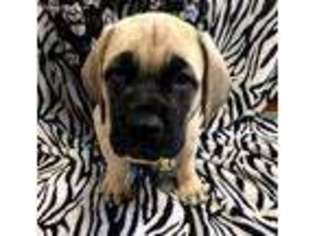 Mastiff Puppy for sale in Dallas, TX, USA