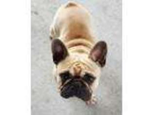 French Bulldog Puppy for sale in Violet, LA, USA