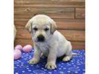 Labrador Retriever Puppy for sale in Downing, MO, USA