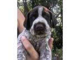 German Shorthaired Pointer Puppy for sale in Gainesville, FL, USA