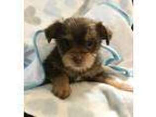 Chorkie Puppy for sale in Apple Valley, CA, USA