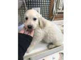 Goldendoodle Puppy for sale in Fortuna, MO, USA