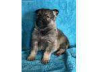 German Shepherd Dog Puppy for sale in Rosharon, TX, USA