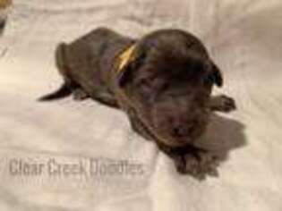 Labradoodle Puppy for sale in Nicholasville, KY, USA