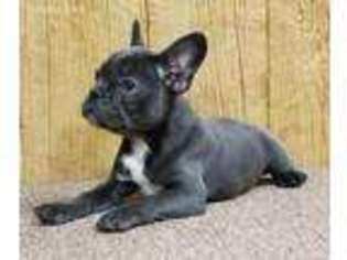 French Bulldog Puppy for sale in Westville, OK, USA