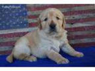 Golden Retriever Puppy for sale in Lamar, MO, USA