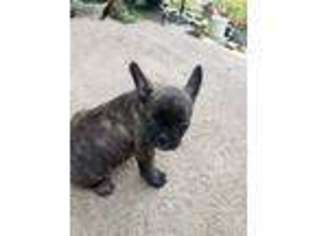French Bulldog Puppy for sale in Brule, NE, USA