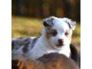 Miniature Australian Shepherd Puppy for sale in Easley, SC, USA