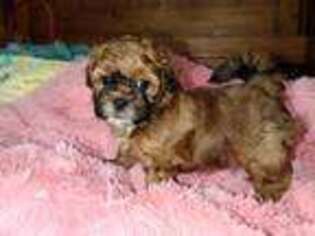 Shih-Poo Puppy for sale in Morganton, NC, USA