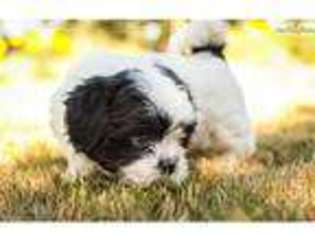Lhasa Apso Puppy for sale in Portland, OR, USA