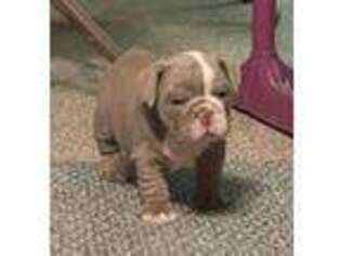 Bulldog Puppy for sale in Red Oak, IA, USA