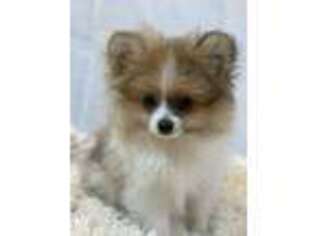 Pomeranian Puppy for sale in Apex, NC, USA