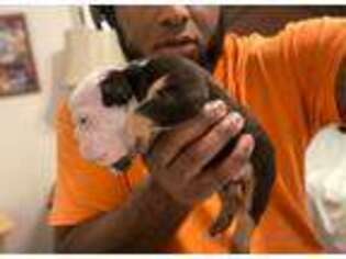 Bulldog Puppy for sale in New Orleans, LA, USA