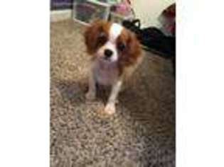 Cavalier King Charles Spaniel Puppy for sale in Jonesboro, GA, USA