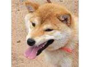 Shiba Inu Puppy for sale in Fort Lupton, CO, USA