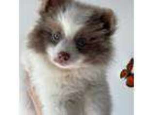 Pomeranian Puppy for sale in Milton, MA, USA