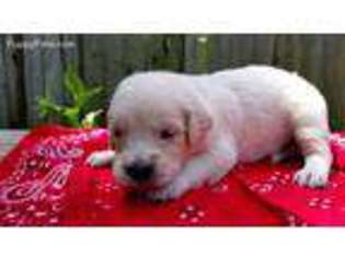 Golden Retriever Puppy for sale in Nicktown, PA, USA