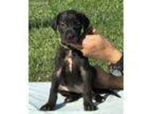 Great Dane Puppy for sale in Penhook, VA, USA