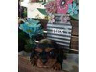 Cavalier King Charles Spaniel Puppy for sale in Bloomingdale, MI, USA