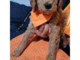 Goldendoodle Puppy for sale in Dallas, TX, USA