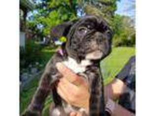 French Bulldog Puppy for sale in Hopewell Junction, NY, USA