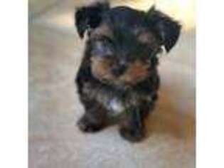 Yorkshire Terrier Puppy for sale in Patterson, CA, USA