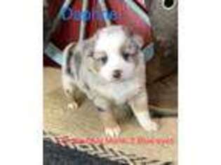Miniature Australian Shepherd Puppy for sale in Longview, TX, USA