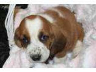 Basset Hound Puppy for sale in Pine Grove, PA, USA