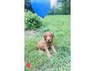 Goldendoodle Puppy for sale in Providence, NC, USA