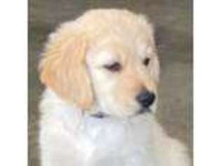 Goldendoodle Puppy for sale in Spring City, TN, USA
